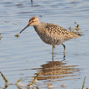 Breeding plumage. Note: barred breast/belly and rufous cheeks.